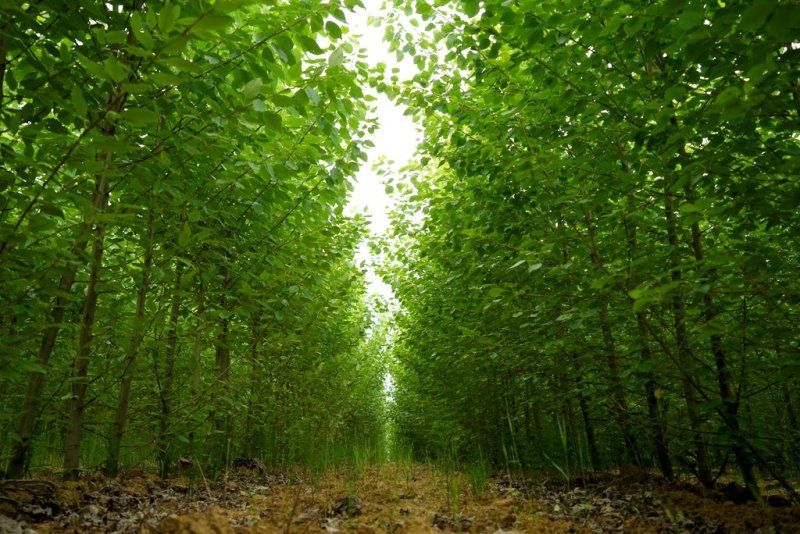 Poplar_Plantation_-_2years_-_Lignovis_GmbH