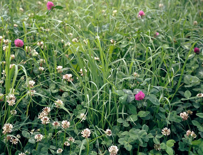 Bild_Oben_Quelle_Agroscope