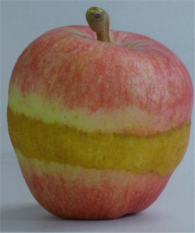 Apfel