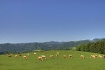 www.fleckvieh.at/nutztierhaltung-versus-klimaschutz-2/